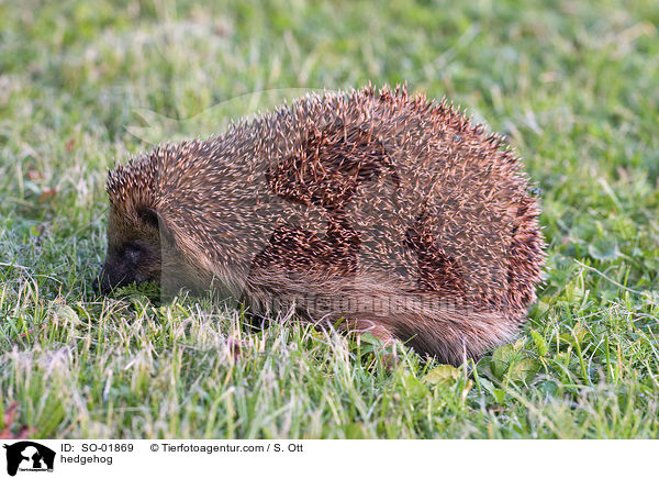 hedgehog / SO-01869