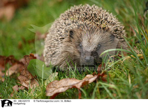 Igel / hedgehog / AB-02015