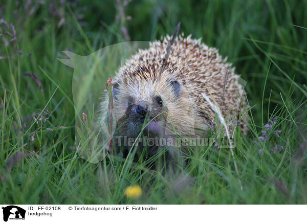 hedgehog / FF-02108