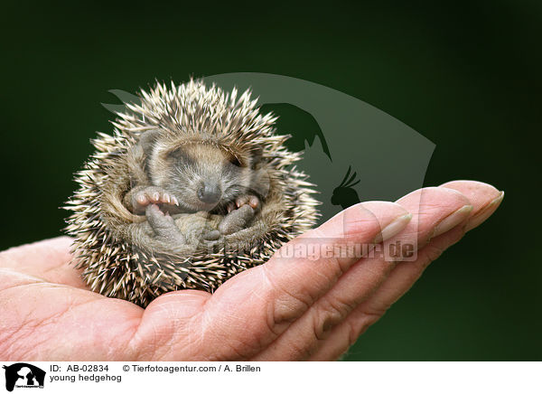 young hedgehog / AB-02834