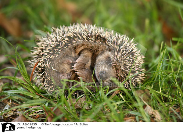 junger Igel / young hedgehog / AB-02835