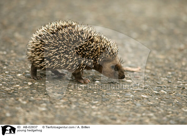 young hedgehog / AB-02837