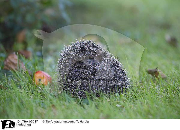 hedgehog / THA-05037