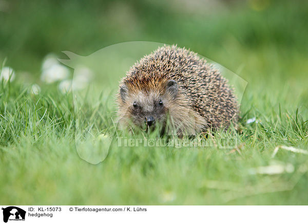 hedgehog / KL-15073