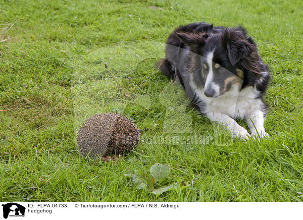 Igel / hedgehog / FLPA-04733