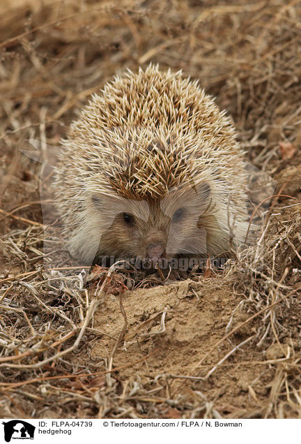 hedgehog / FLPA-04739