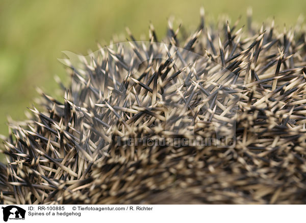 Stacheln eines Igels / Spines of a hedgehog / RR-100885
