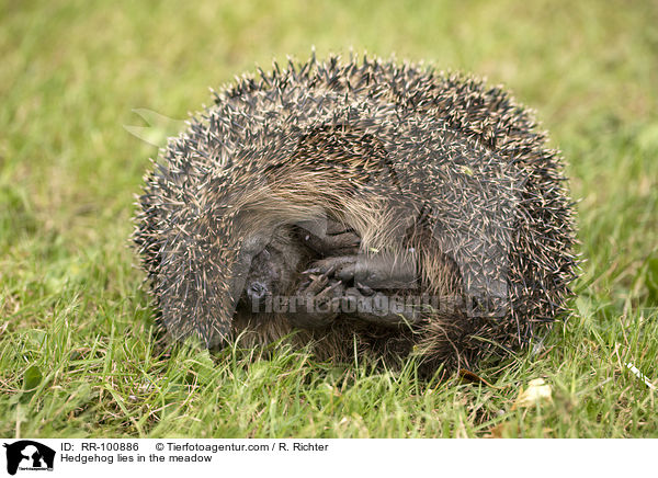 Igel liegt auf der Wiese / Hedgehog lies in the meadow / RR-100886