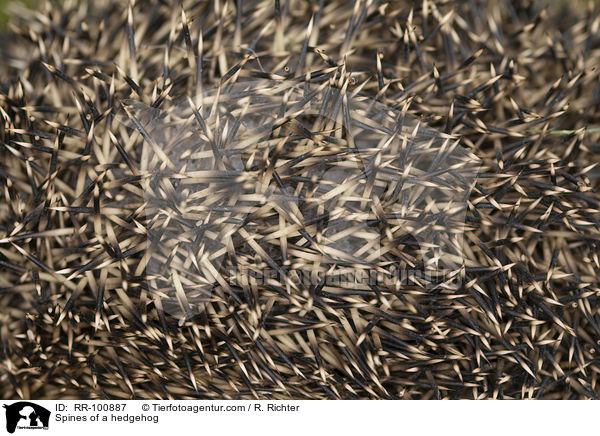 Stacheln eines Igels / Spines of a hedgehog / RR-100887