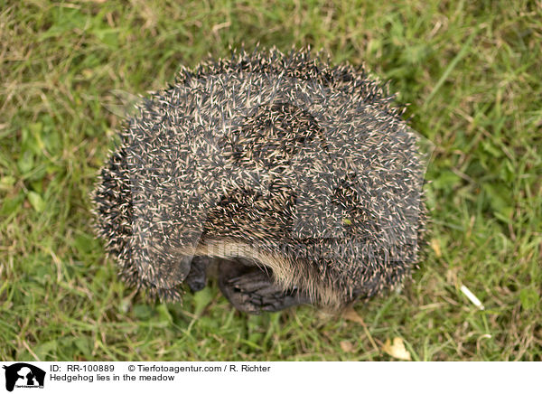 Igel liegt auf der Wiese / Hedgehog lies in the meadow / RR-100889