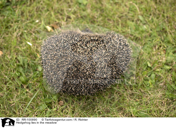 Igel liegt auf der Wiese / Hedgehog lies in the meadow / RR-100890