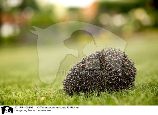 Hedgehog lies in the meadow / RR-100893