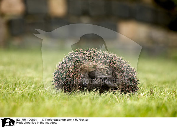 Igel liegt auf der Wiese / Hedgehog lies in the meadow / RR-100894