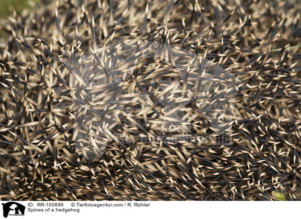 Stacheln eines Igels / Spines of a hedgehog / RR-100896