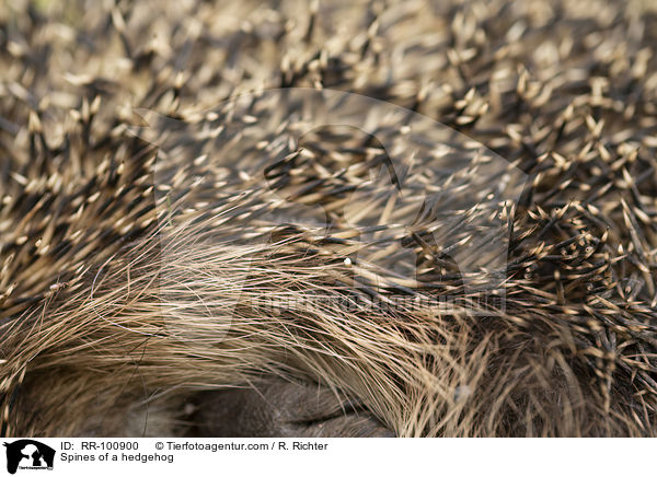 Stacheln eines Igels / Spines of a hedgehog / RR-100900