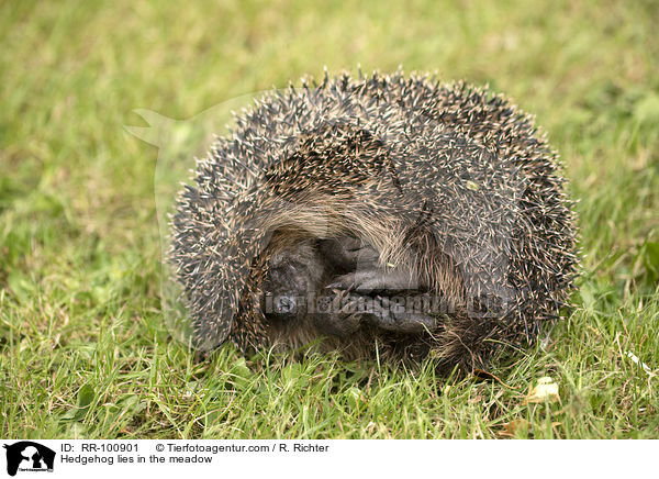 Igel liegt auf der Wiese / Hedgehog lies in the meadow / RR-100901