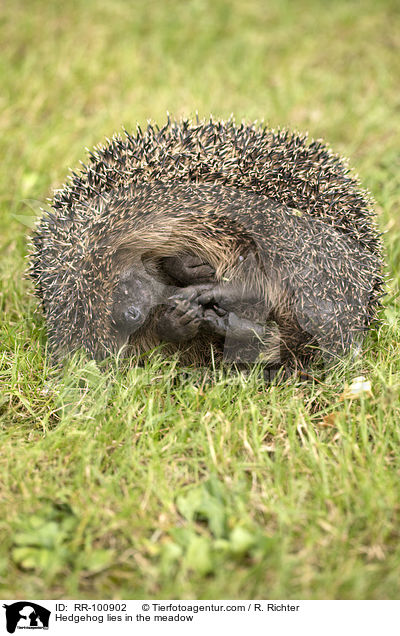 Hedgehog lies in the meadow / RR-100902