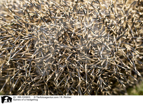 Stacheln eines Igels / Spines of a hedgehog / RR-100903