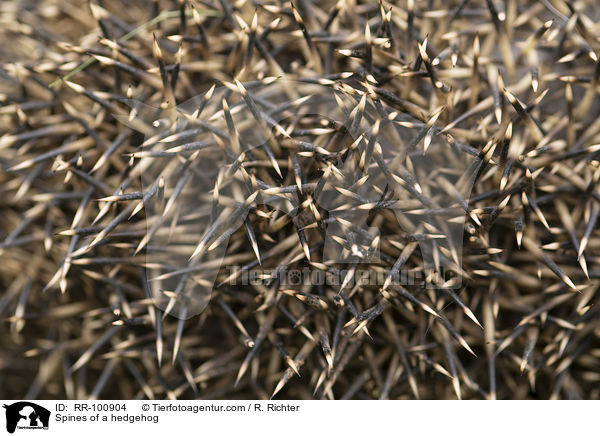 Stacheln eines Igels / Spines of a hedgehog / RR-100904