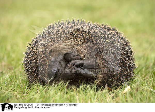 Igel liegt auf der Wiese / Hedgehog lies in the meadow / RR-100906