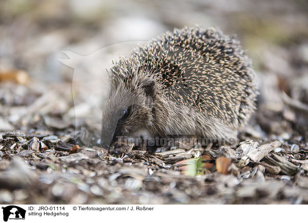 sitzender Igel / sitting Hedgehog / JRO-01114