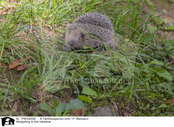 Igel in der Wiese / Hedgehog in the meadow / PW-08006
