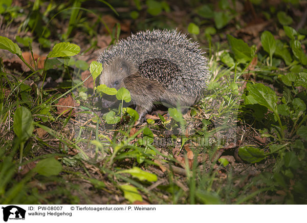 laufender Igel / walking Hedgehog / PW-08007