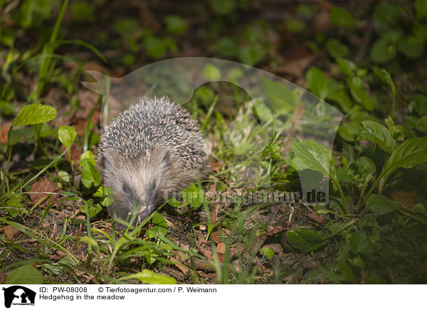 Igel in der Wiese / Hedgehog in the meadow / PW-08008