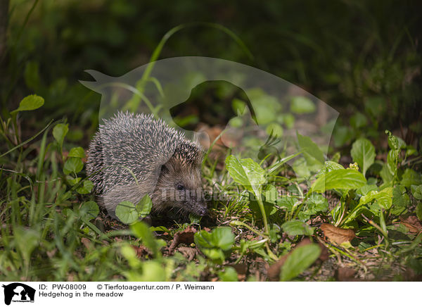 Igel in der Wiese / Hedgehog in the meadow / PW-08009