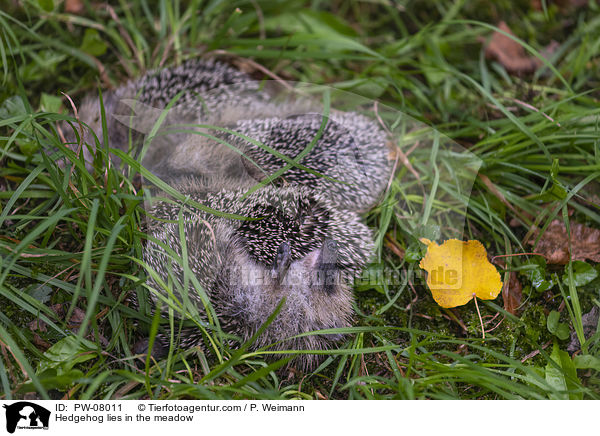 Igel liegt auf der Wiese / Hedgehog lies in the meadow / PW-08011