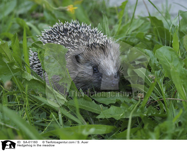 Igel in der Wiese / Hedgehog in the meadow / SA-01160
