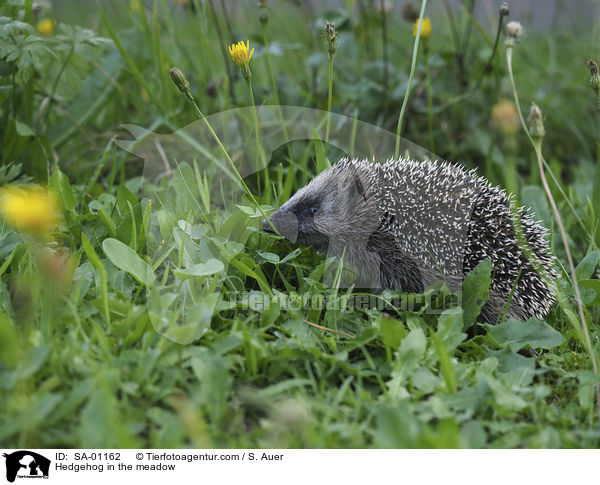Igel in der Wiese / Hedgehog in the meadow / SA-01162