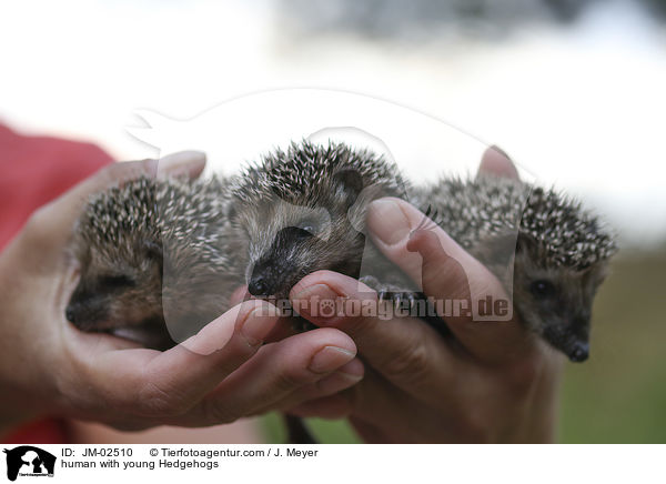 Mensch mit jungen Igel / human with young Hedgehogs / JM-02510