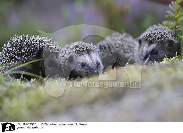 young Hedgehogs / JM-02525