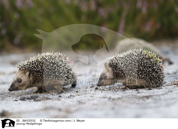 young Hedgehogs / JM-02532