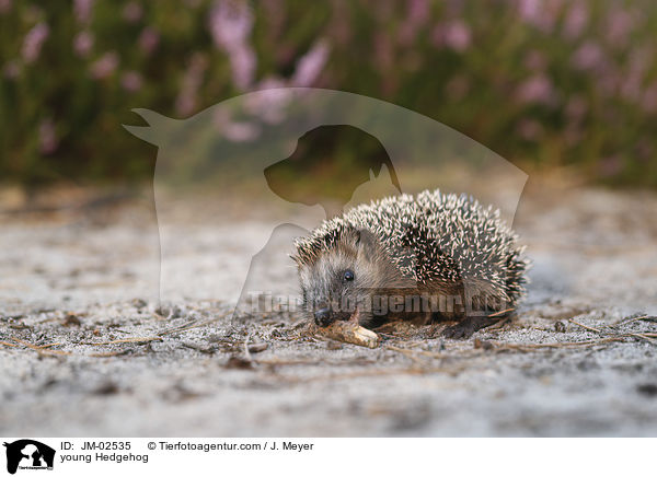 junger Igel / young Hedgehog / JM-02535