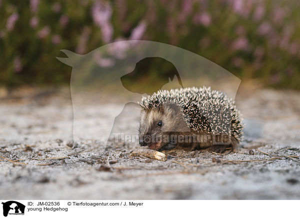 junger Igel / young Hedgehog / JM-02536