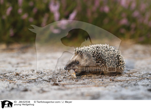 junger Igel / young Hedgehog / JM-02538