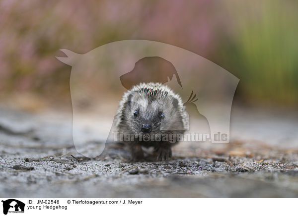 young Hedgehog / JM-02548