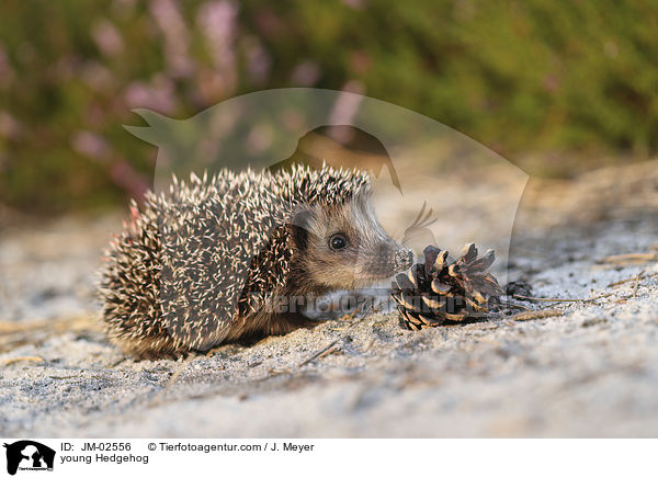 young Hedgehog / JM-02556