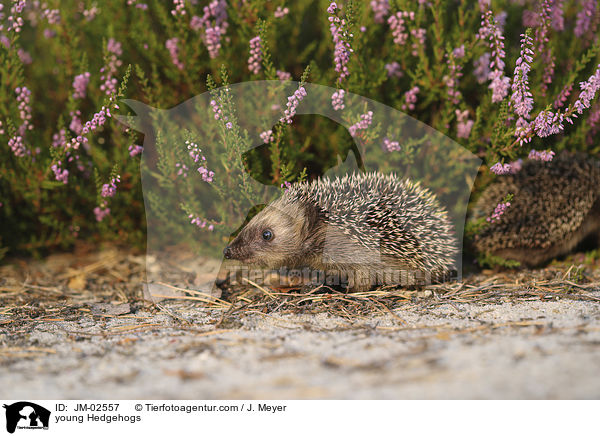 young Hedgehogs / JM-02557