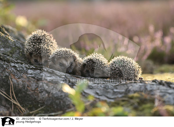 young Hedgehogs / JM-02566