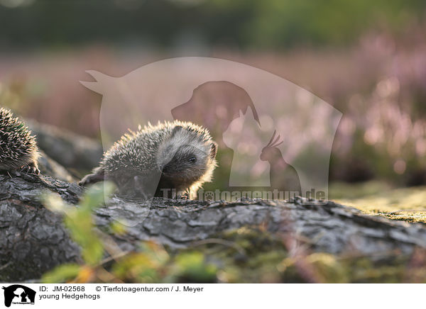 young Hedgehogs / JM-02568
