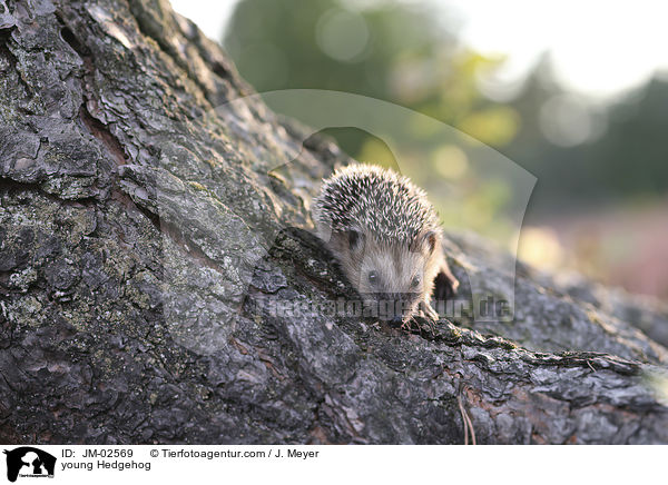 young Hedgehog / JM-02569