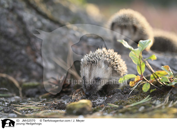 junge Igel / young Hedgehogs / JM-02570