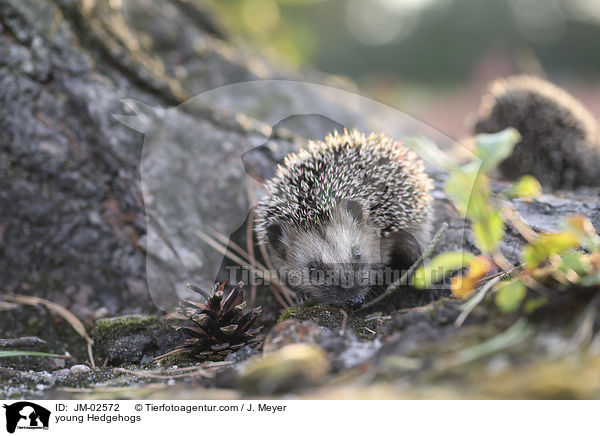 young Hedgehogs / JM-02572