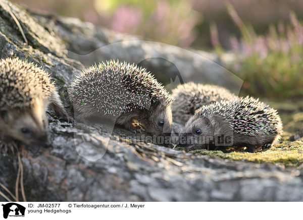 junge Igel / young Hedgehogs / JM-02577