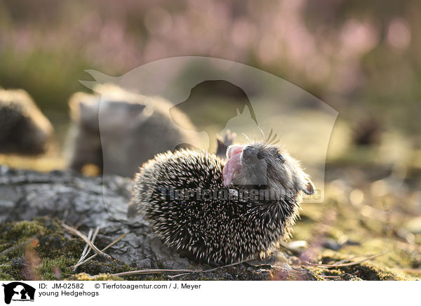 junge Igel / young Hedgehogs / JM-02582