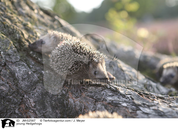 junge Igel / young Hedgehogs / JM-02587