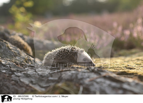 young Hedgehog / JM-02588